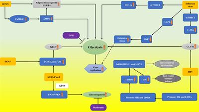 Abnormal glucose metabolism in virus associated sepsis